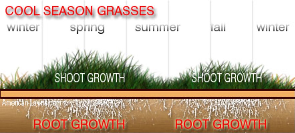Cool Season Grasses graphic showing growth of grass and roots.